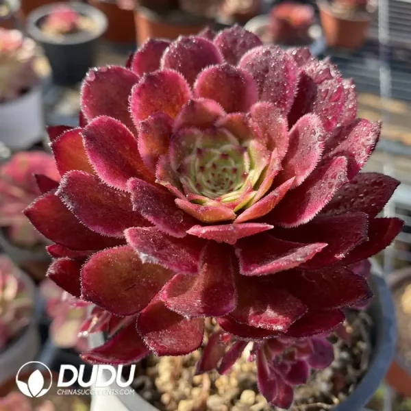 Aeonium Stars - Image 1