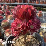 Aeonium Stars - Image 2