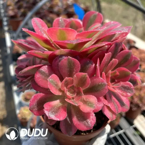 1756126547-1744870969-e202.webp Aeonium Red sleeves Clustering - Image 2