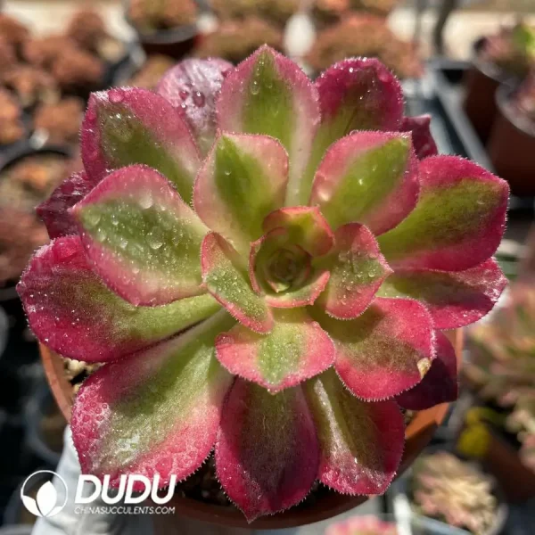 Aeonium Miul - Image 1