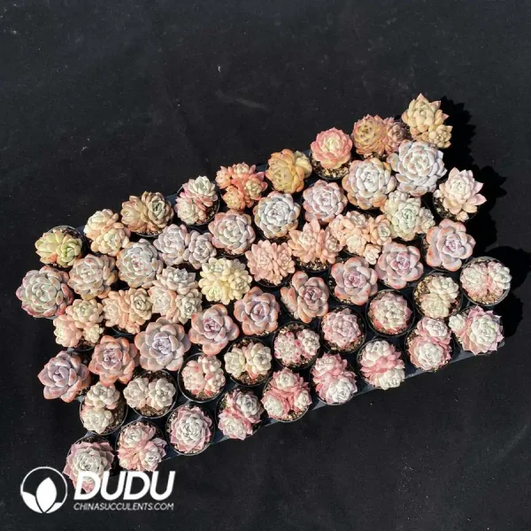 1756126559-1744870989-e202.webp Echeveria DUDU Collection 2082 - Image 2