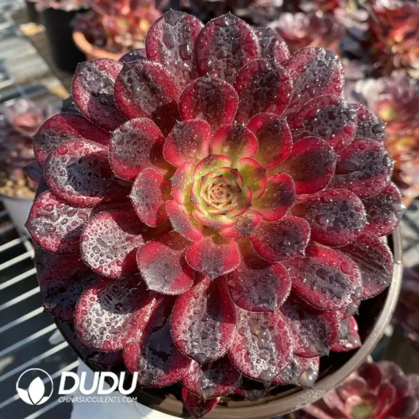 Aeonium Black Swan - Image 1