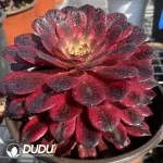 Aeonium Black Swan - Image 2