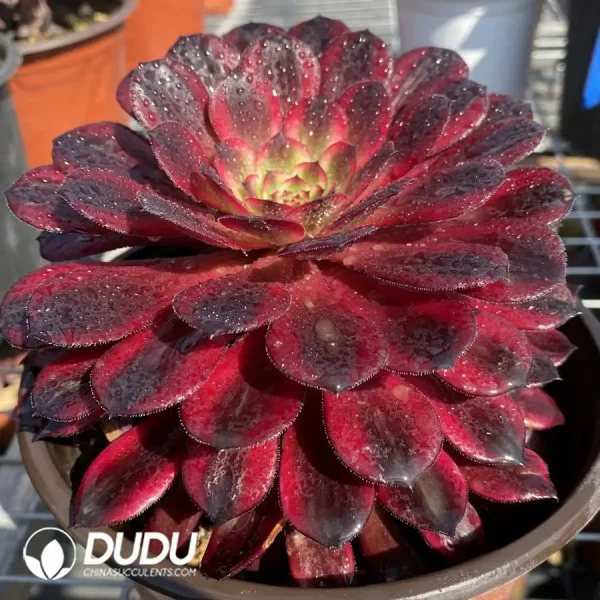 Aeonium Black Swan - Image 2