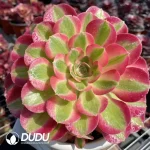 Aeonium Pink Witch Clustering