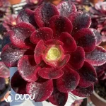 Aeonium Medusa