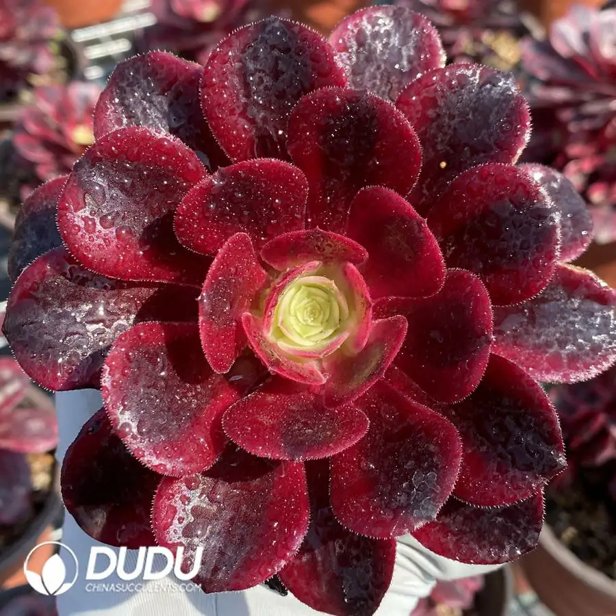 1756126572-1744871004-e201.webp Aeonium Medusa - Image 1