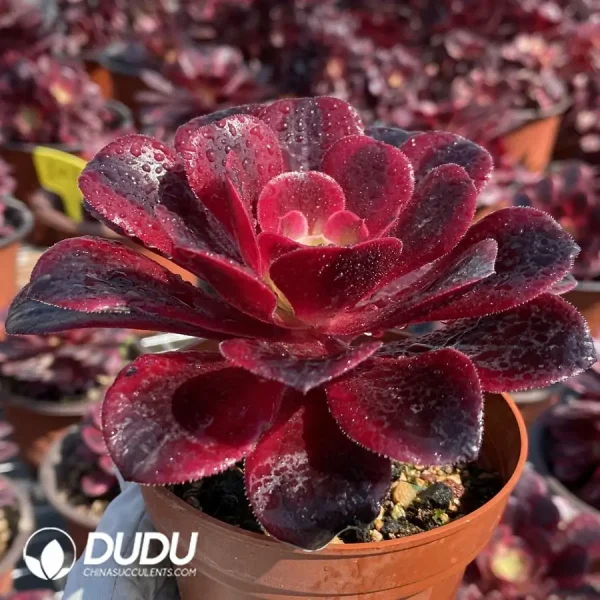 Aeonium Medusa - Image 2