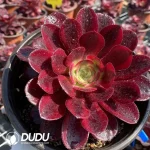 Aeonium Medusa Cluster