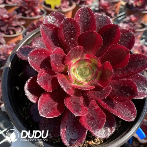 Aeonium Medusa Cluster - Image 1