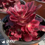 Aeonium Medusa Cluster - Image 2