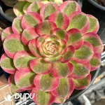 Aeonium Halloween White Variegated