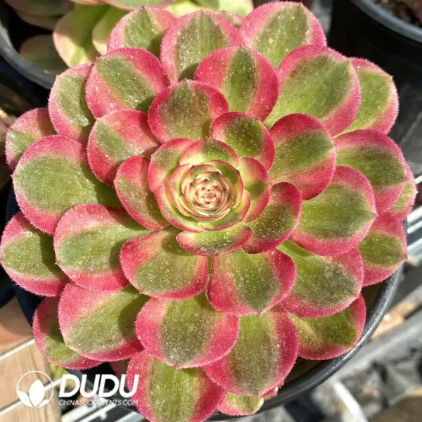 Aeonium Halloween White Variegated - Image 1