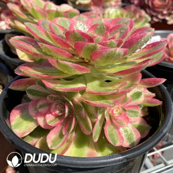 Aeonium Halloween White Variegated - Image 2