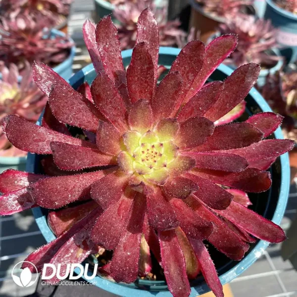 Aeonium Jinchegn - Image 1