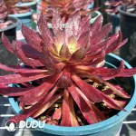 Aeonium Jinchegn - Image 2