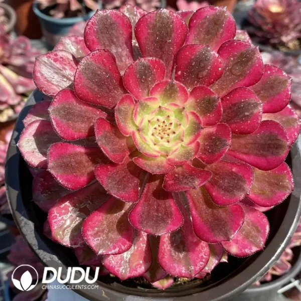 Aeonium Zhurong - Image 1