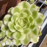 Aeonium Jade