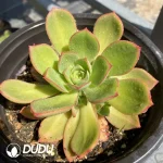 Aeonium Stars Clustering
