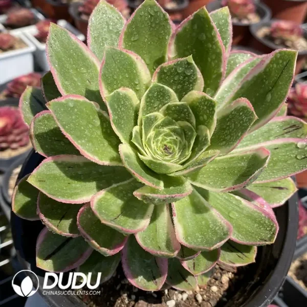 1756126591-1744871561-e201.webp Aeonium Green Rose Variegated Clustering - Image 1