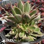 Aeonium Green Rose Variegated Clustering - Image 2