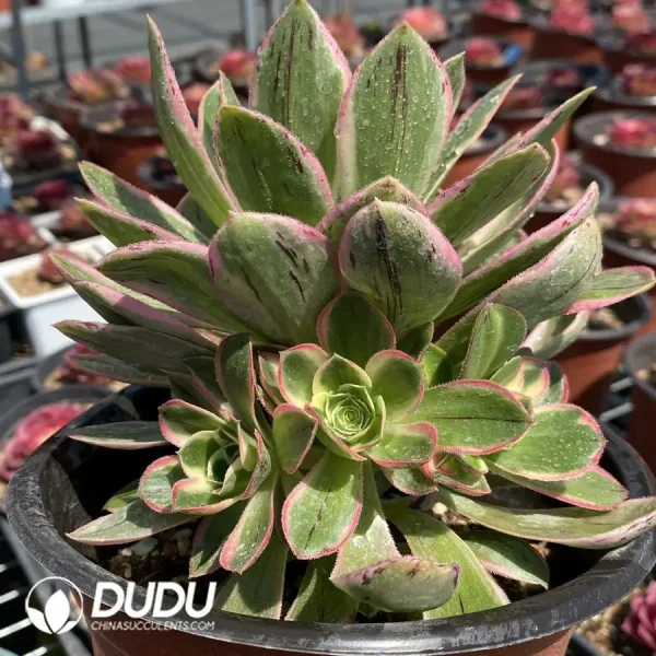 Aeonium Green Rose Variegated Clustering - Image 2