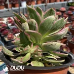 Aeonium Green Rose Variegated Clustering - Image 3