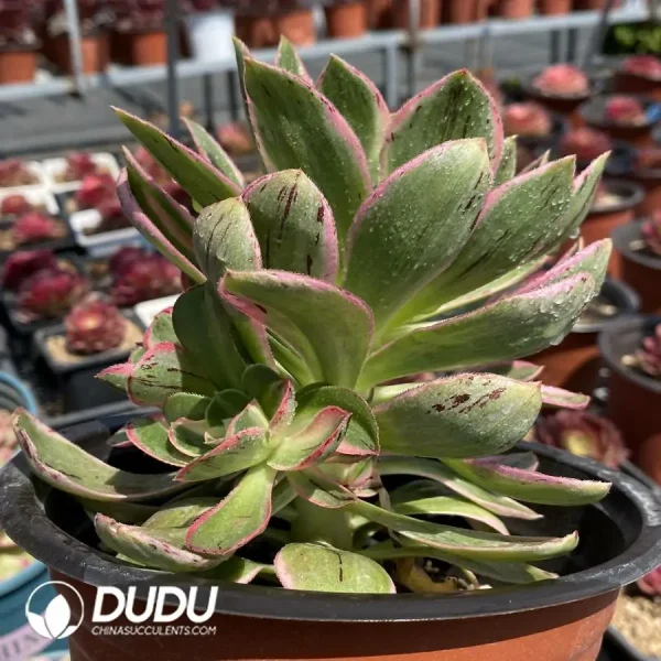 Aeonium Green Rose Variegated Clustering - Image 3