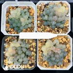 Haworthia Neon Light Variegated