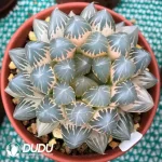 Haworthia Neon Light Variegated - Image 2