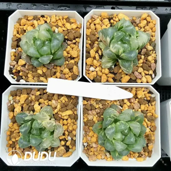 1756126600-1744875891-e201.webp Haworthia Cooperi Flower Whale Variegated - Image 1