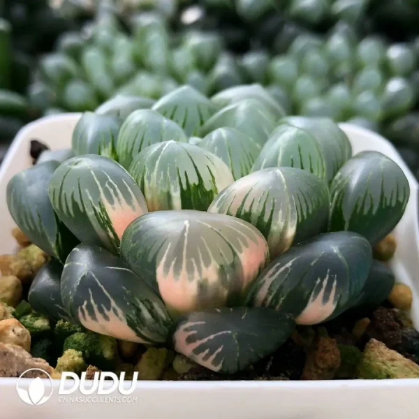 Haworthia Cooperi Flower Whale Variegated - Image 2