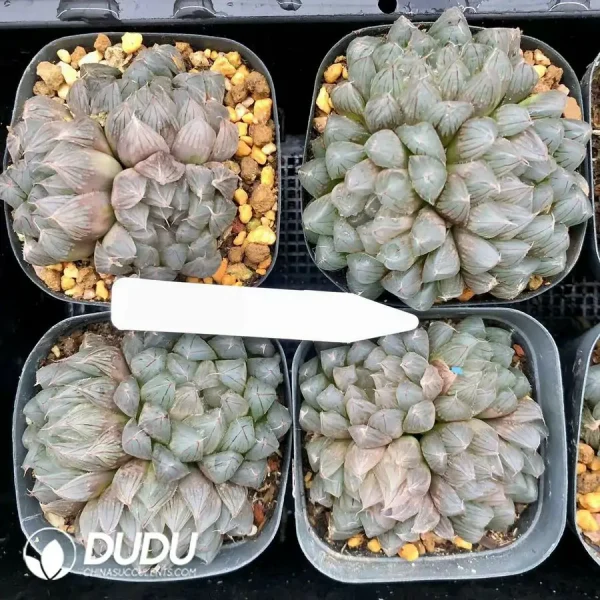 1756126602-1744875901-e201.webp Haworthia Cooperi Black Muscle Clustering - Image 1