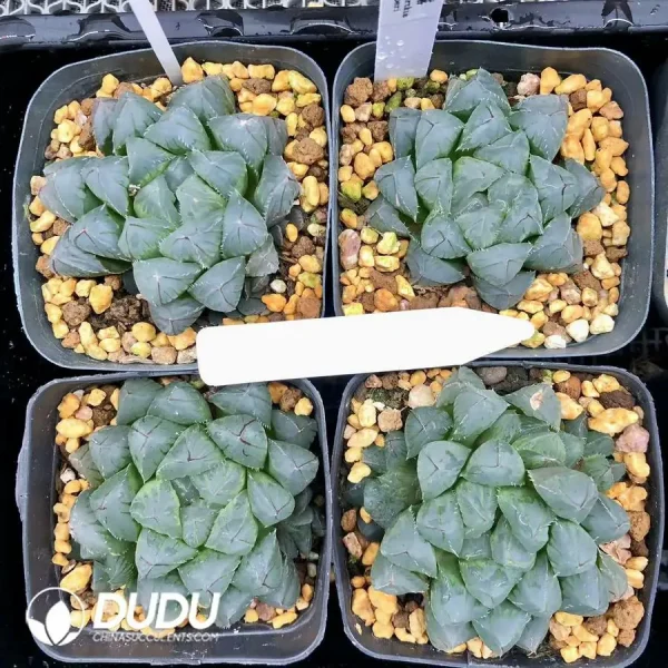 1756126605-1744875906-e201.webp Haworthia Cooperi OH - Image 1