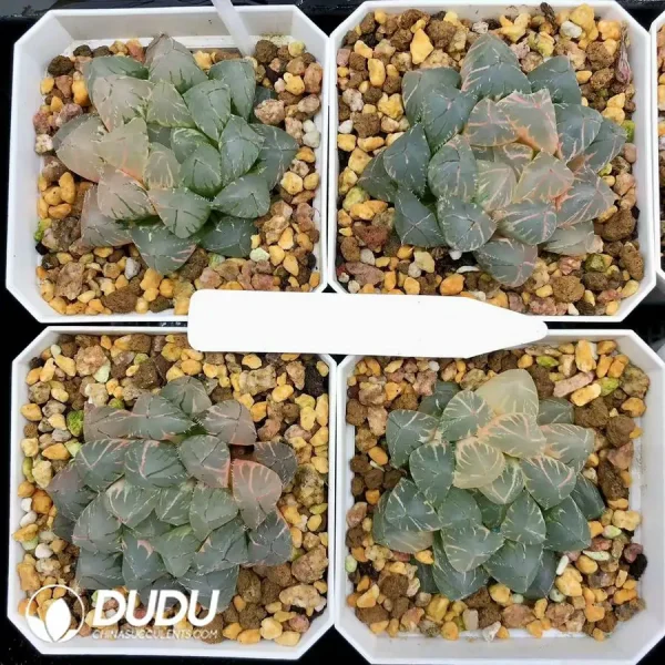 1756126607-1744875912-e201.webp Haworthia Cooperi OH Variegated - Image 1