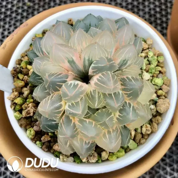 Haworthia Cooperi OH Variegated - Image 2