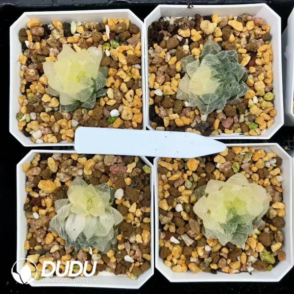 1756126609-1744875916-e201.webp Haworthia Venusta Variegated - Image 1