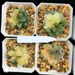 Haworthia Cooperi Red Spot Variegated