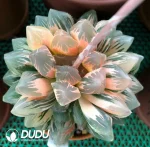Haworthia Cooperi Red Spot Variegated - Image 2