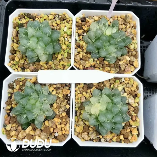 1756126613-1744875935-e201.webp Haworthia Ice Lamp Variegated - Image 1