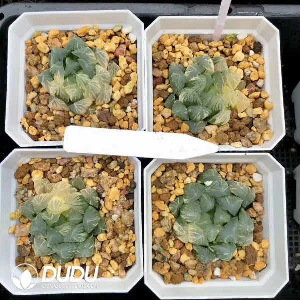 1756126614-1744875951-e201.webp Haworthia Cooperi Toon Variegated - Image 1