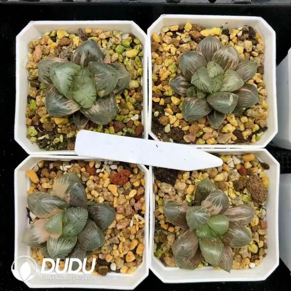 1756126616-1744875959-e201.webp Haworthia Cooperi - Image 1