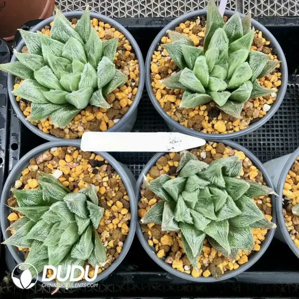 Haworthia Venusta White Fox - Image 1