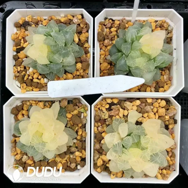 Haworthia Cooperi Isatis indigofera Variegated - Image 1