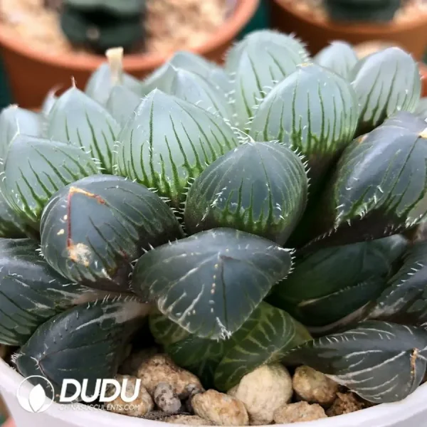 Haworthia Cooperi Isatis indigofera Variegated - Image 2