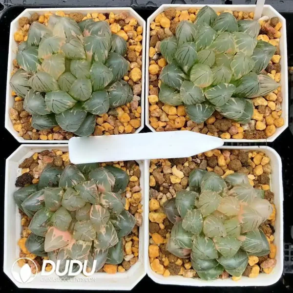 Haworthia Cooperia Ziwang Variegated - Image 1