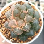 Haworthia Cooperia Ziwang Variegated - Image 2