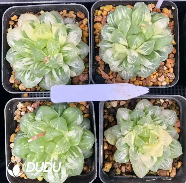 1756126624-1744875993-e201.webp Haworthia Suzhou Variegated - Image 1