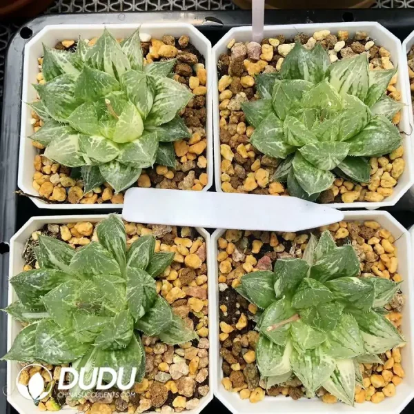 1756126625-1744876000-e201.webp Haworthia Cooperi Baolian Lamp Variegated - Image 1