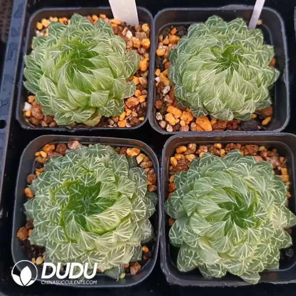 1756126627-1744876005-e201.webp Haworthia Cooperi Flower Butterfly Blurred Variegated - Image 1